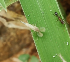 Monomorium salomonis