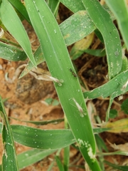 Monomorium salomonis