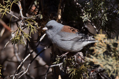 Junco hyemalis caniceps