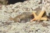 Wyoming Ground Squirrel