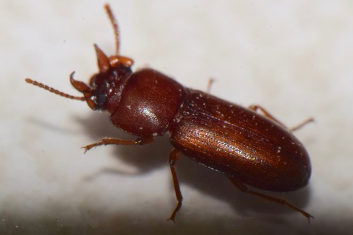 Horned Darkling Beetle