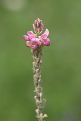 Onobrychis arenaria