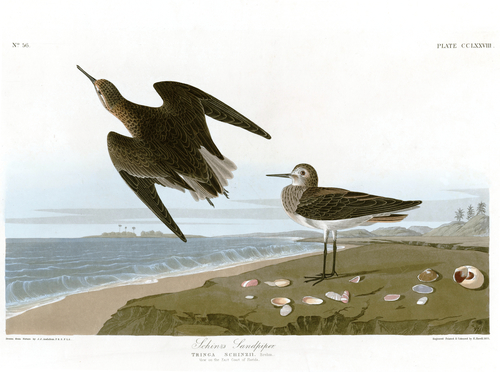 Representative image of Calidris alpina schinzii