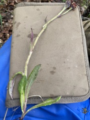 Tephroseris lindstroemii