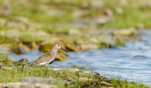 Southern Dunlin