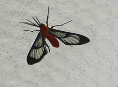 Cosmosoma impudica