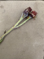 Tephroseris lindstroemii