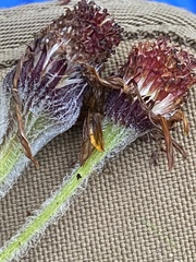 Tephroseris lindstroemii