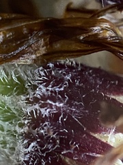 Tephroseris lindstroemii