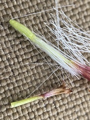 Tephroseris lindstroemii