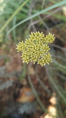 Helichrysum callicomum