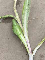 Tephroseris lindstroemii