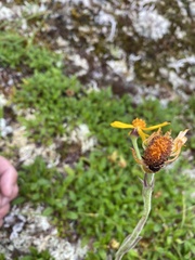 Tephroseris lindstroemii