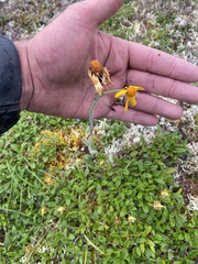 Tephroseris lindstroemii