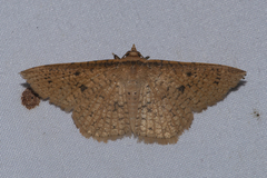 Striglina duplicifimbria