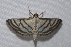 Ravanoa xiphialis