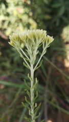 Helichrysum callicomum