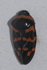 Cosmoscarta dimidiata