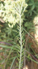 Helichrysum callicomum