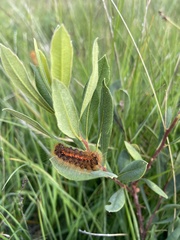 Acronicta menyanthidis