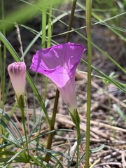 Ipomoea capillacea