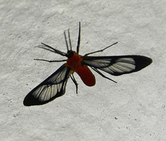 Cosmosoma impudica