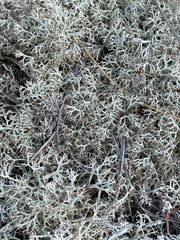 Cladonia ciliata