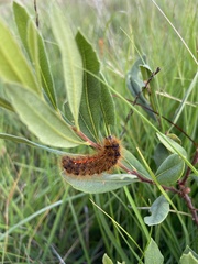 Acronicta menyanthidis