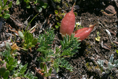 Oxytropis podocarpa