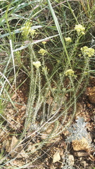 Helichrysum callicomum