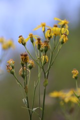 Senecio nemorensis