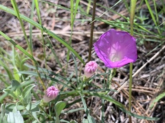 Ipomoea capillacea