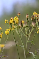 Senecio nemorensis