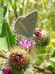 Polyommatus fulgens