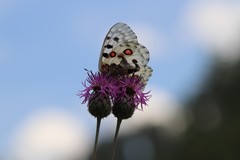 Parnassius nomion