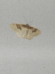 Idaea mustelata