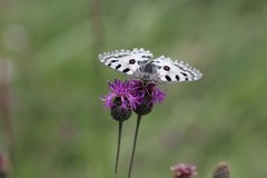 Parnassius nomion