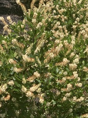 Clethra alnifolia