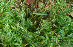 Galium rivale
