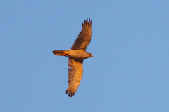 Grey Falcon photo 2
