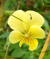 Viola lutea sudetica