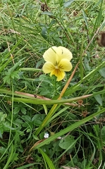 Viola lutea sudetica