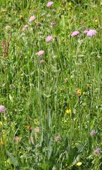Knautia longifolia