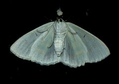 Iotaphora iridicolor