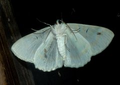 Iotaphora iridicolor