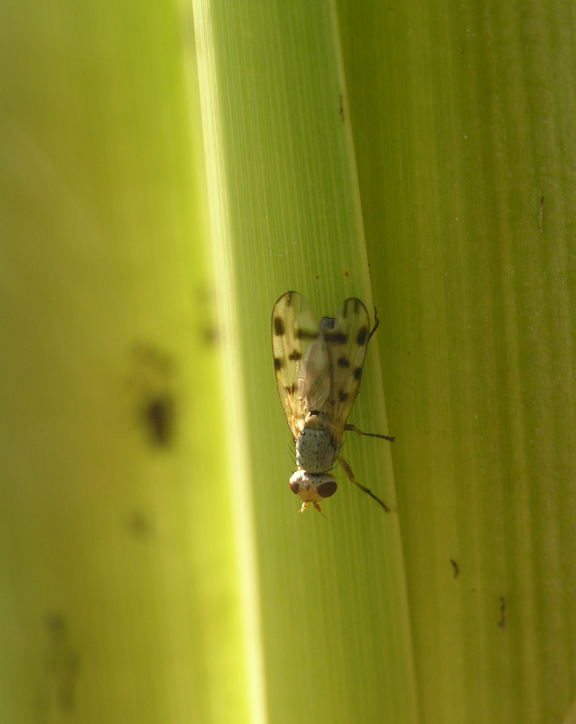 Small-blotched Spotwing