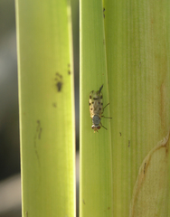 Melieria cana