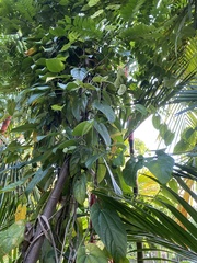 Aristolochia acuminata
