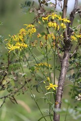 Senecio nemorensis
