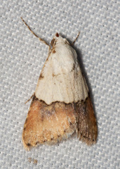 Euaontia semirufa